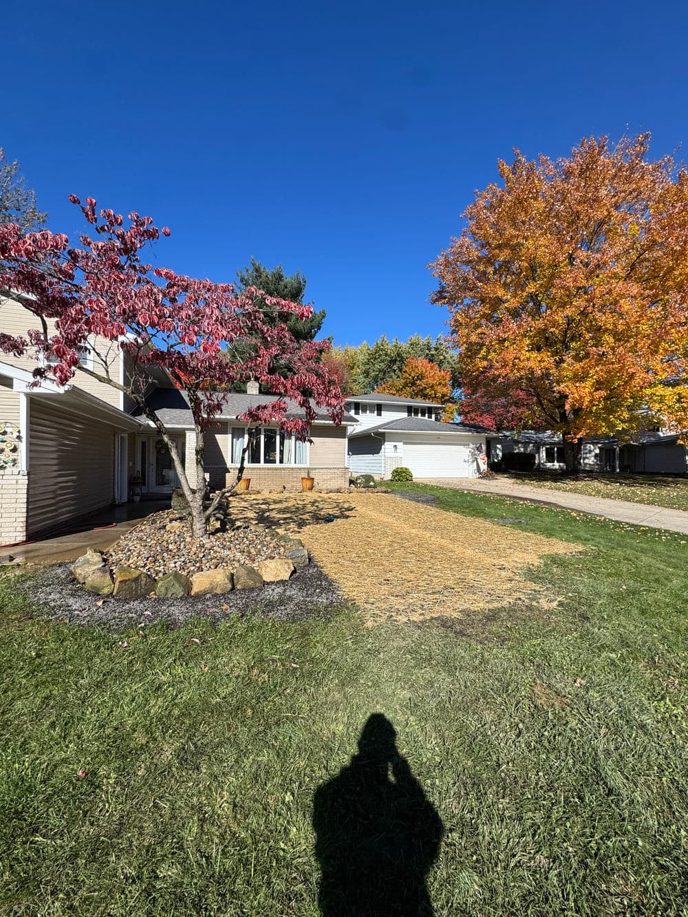 Autumn landscape with colorful trees, freshly mulched yard, and clear blue sky.